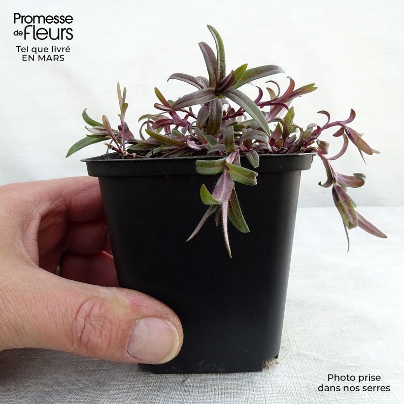 Exemplaar van Phlox divaricata White Perfume - Voorjaarsvlambloem Kweekpotje van 8/9 cm zoals geleverd in de lente