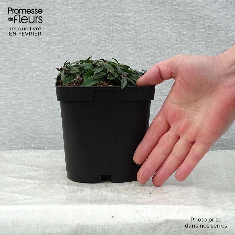 Example of Phlox divaricata White Perfume Pot van 2 l/3 l as you get in hiver