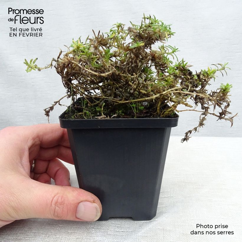 Example of Phlox douglasii Lilac Cloud - Kruipende vlambloem Kweekpotje van 8/9 cm as you get in hiver