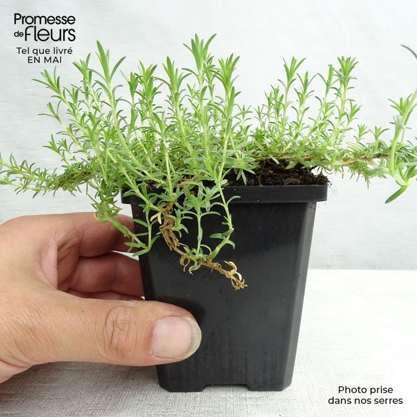 Exemplaar van Phlox douglasii Lilac Cloud - Kruipende vlambloem Kweekpotje van 8/9 cm zoals geleverd in de lente