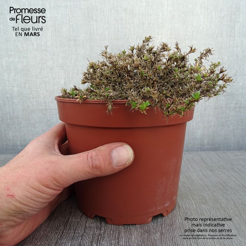 Example of Phlox douglasii Lilac Cloud - Kruipende vlambloem Pot van 2 l/3 l as you get in hiver