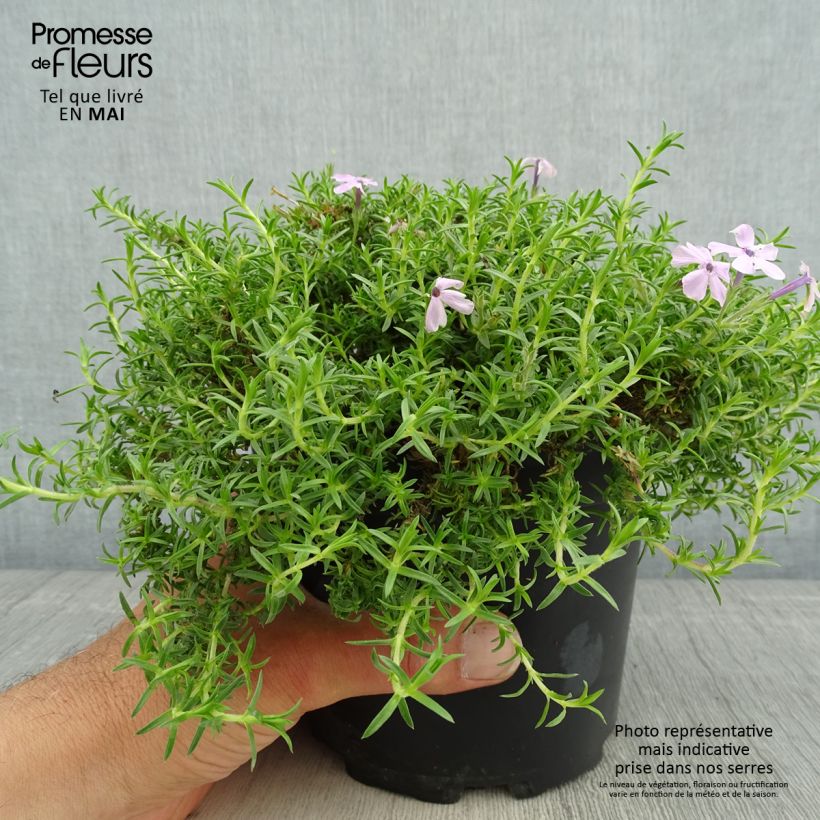 Exemplaar van Phlox douglasii Lilac Cloud - Kruipende vlambloem Pot van 2 l/3 l zoals geleverd in de lente