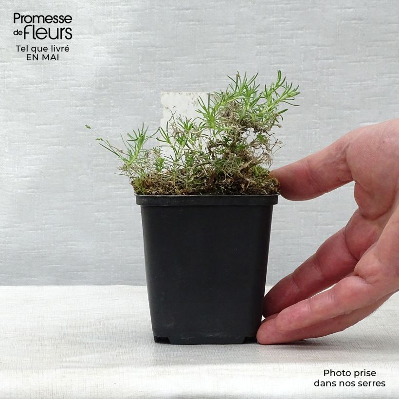 Exemplaar van Phlox douglasii Waterloo - Kruipende vlambloem Kweekpotje van 8/9 cm zoals geleverd in de lente