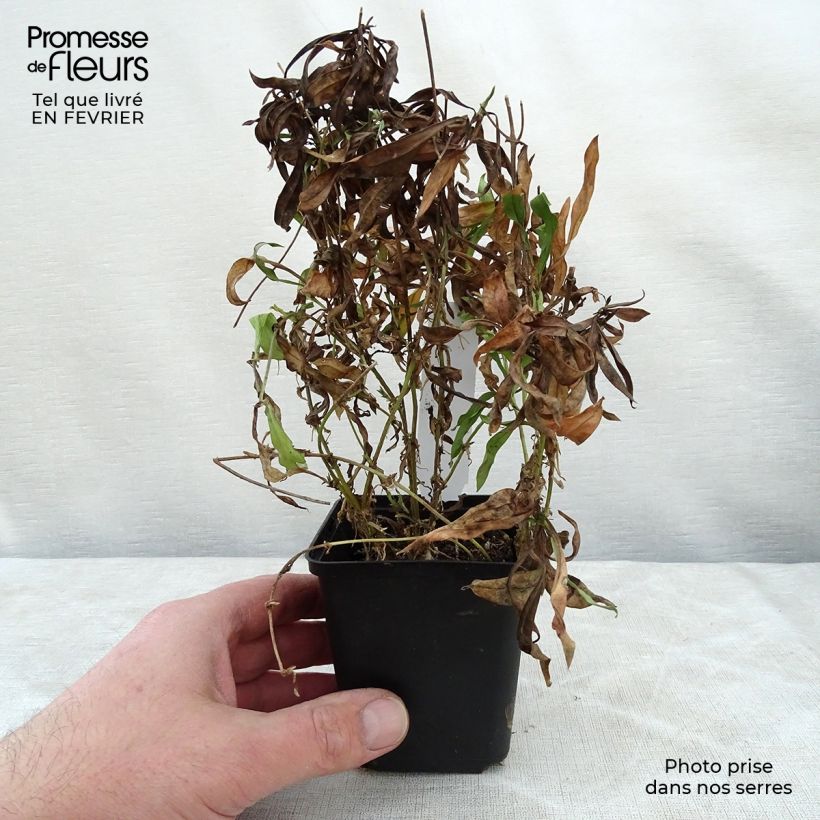 Example of Phlox hybride Forever Pink - Phlox nain Kweekpotje van 8/9 cm as you get in hiver