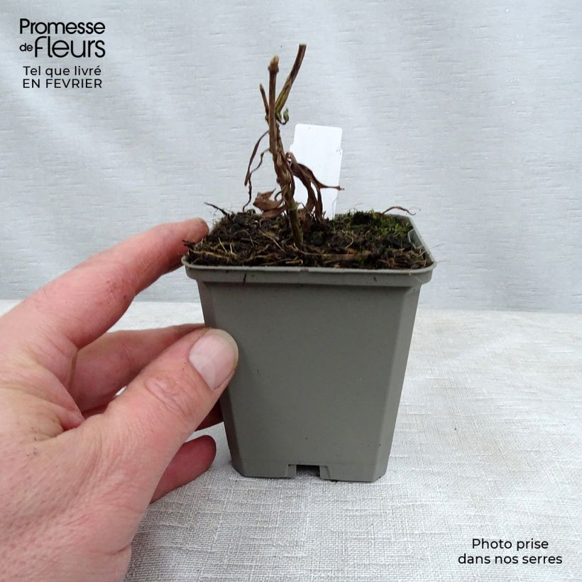 Example of Phlox maculata Alpha Kweekpotje van 8/9 cm as you get in hiver