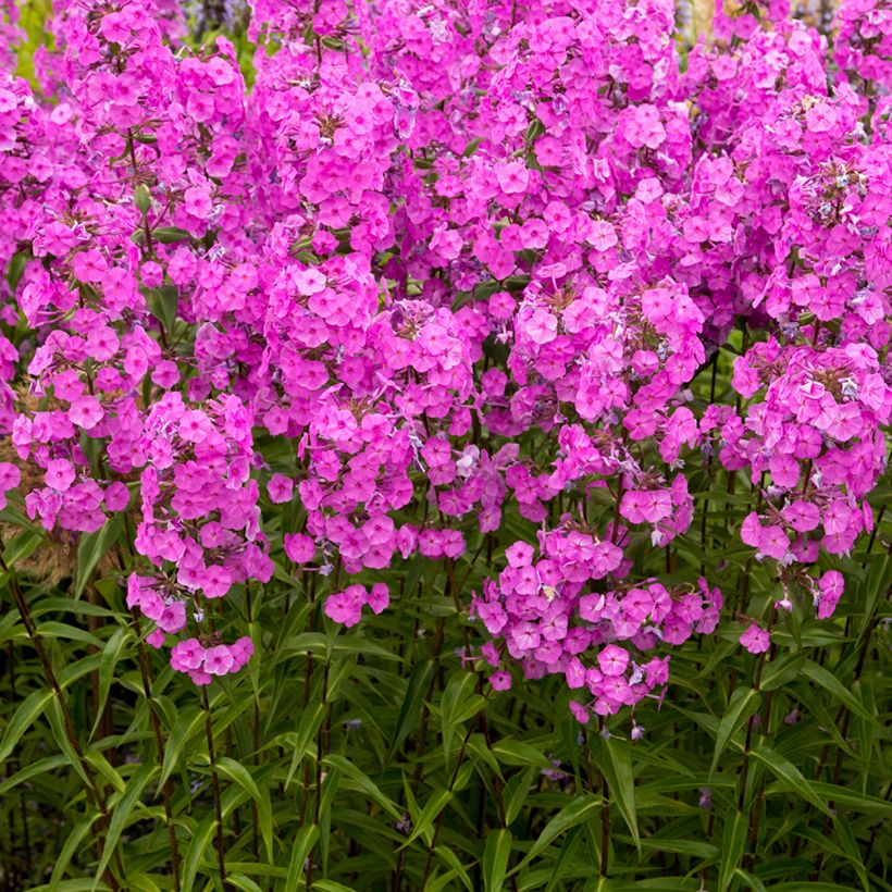 Phlox maculata Alpha - Vlambloem (Groeiplaats)