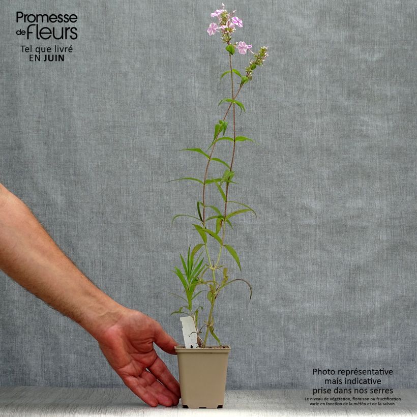Exemplaar van Phlox maculata Natasha - Vlambloem Kweekpotje van 8/9 cm zoals geleverd in de zomer