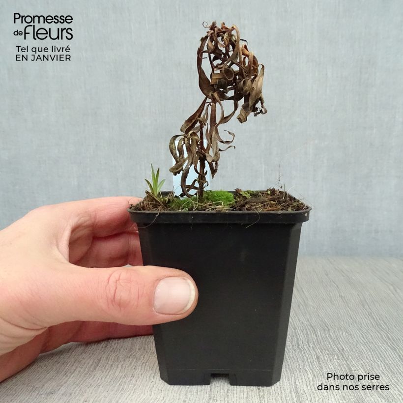 Example of Phlox maculata Omega - Vlambloem Kweekpotje van 8/9 cm as you get in hiver