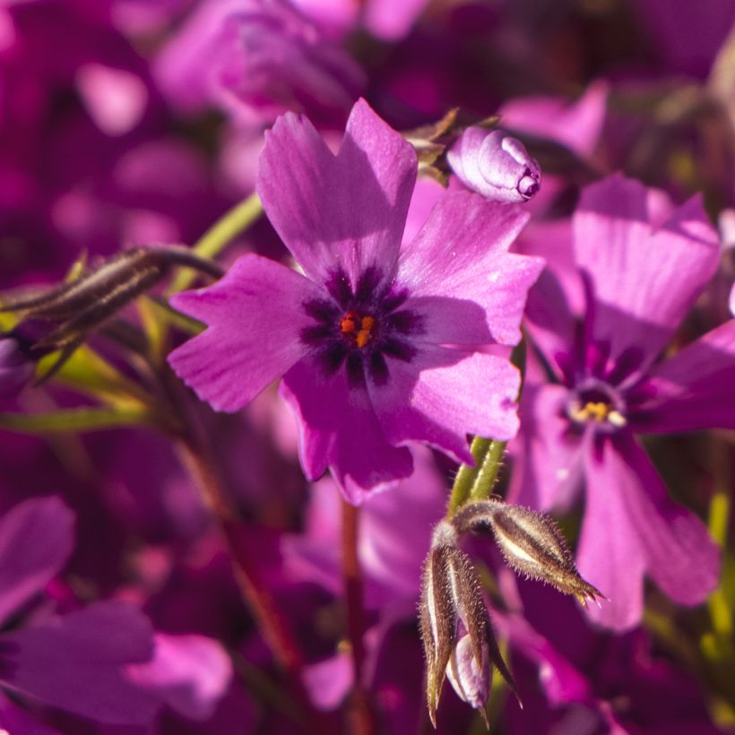 Phlox subulata Atropurpurea - Kruipende vlambloem (Flowering)