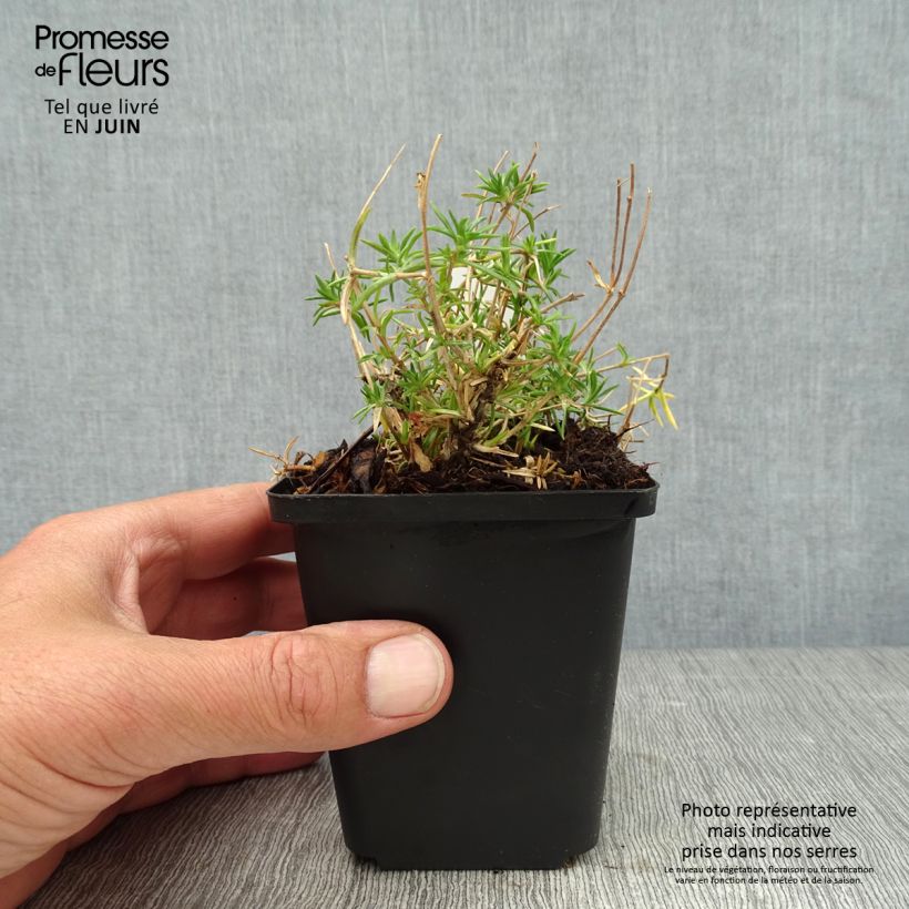 Exemplaar van Phlox subulata Candy Stripes - Kruipende vlambloem Kweekpotje van 8/9 cm zoals geleverd in de zomer