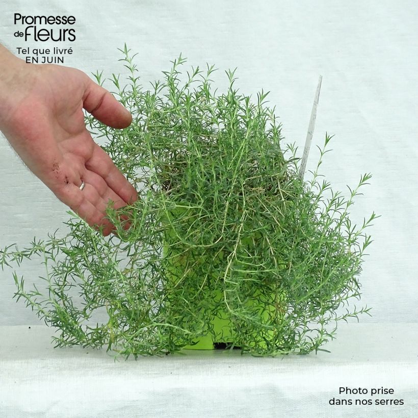 Exemplaar van Phlox subulata Candy Stripes - Kruipende vlambloem Pot van 1,5 l/2 l zoals geleverd in de zomer