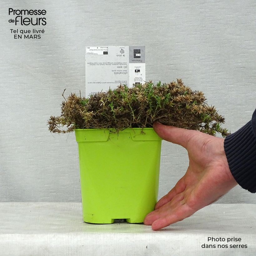 Exemplaar van Phlox subulata Candy Stripes - Kruipende vlambloem Pot van 1,5 l/2 l zoals geleverd in de lente