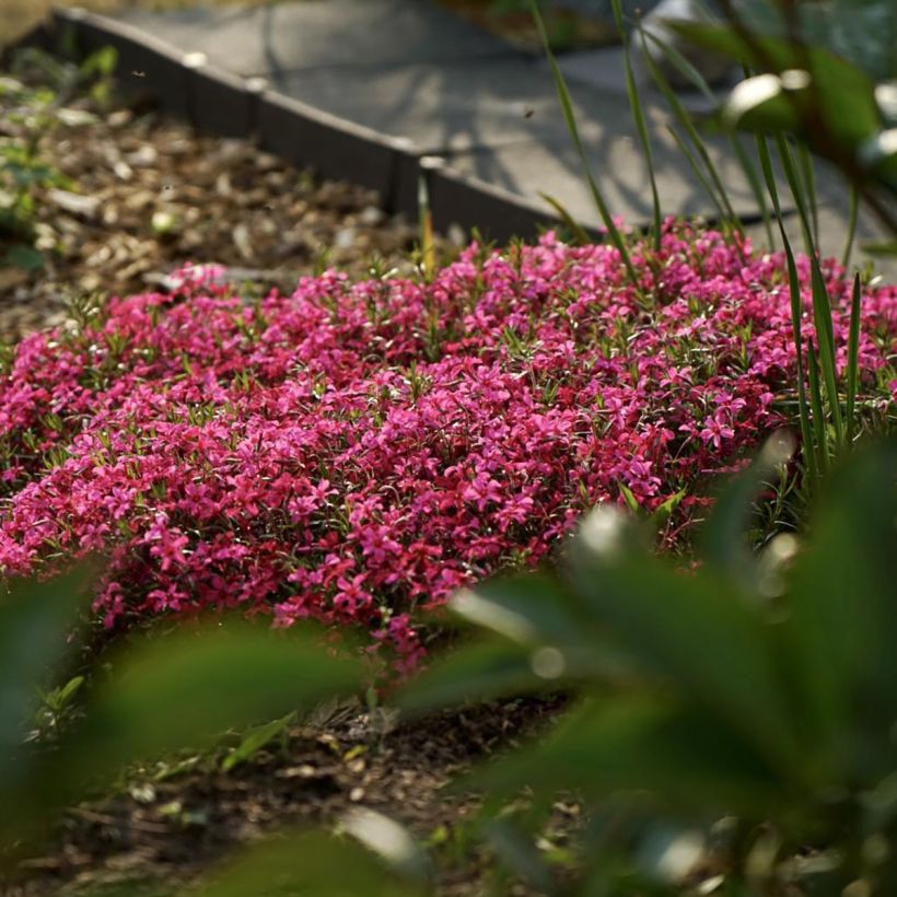 Phlox subulata Scarlet Flame - Kruipende vlambloem (Groeiplaats)