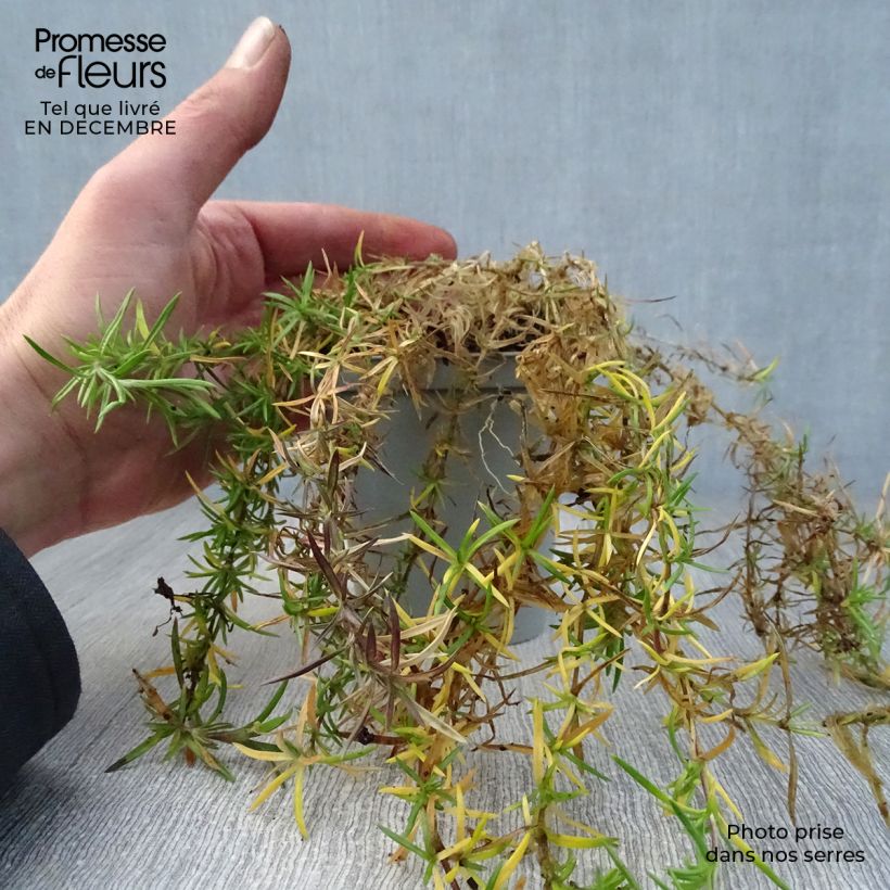 Example of Phlox subulata Scarlet Flame - Kruipende vlambloem Kweekpotje van 8/9 cm as you get in hiver