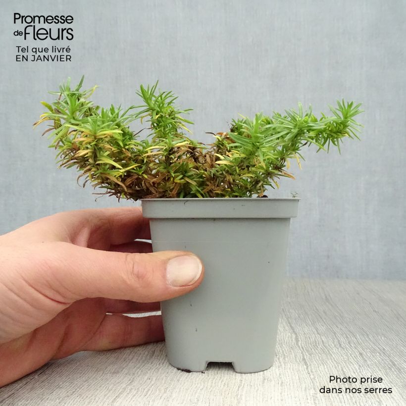 Example of Phlox subulata White Delight - Kruipende vlambloem Kweekpotje van 8/9 cm as you get in hiver