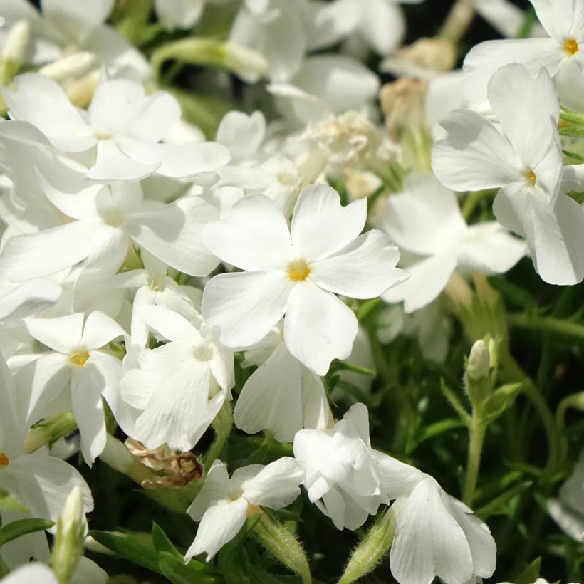 Phlox subulata White Delight - Kruipende vlambloem (Bloei)