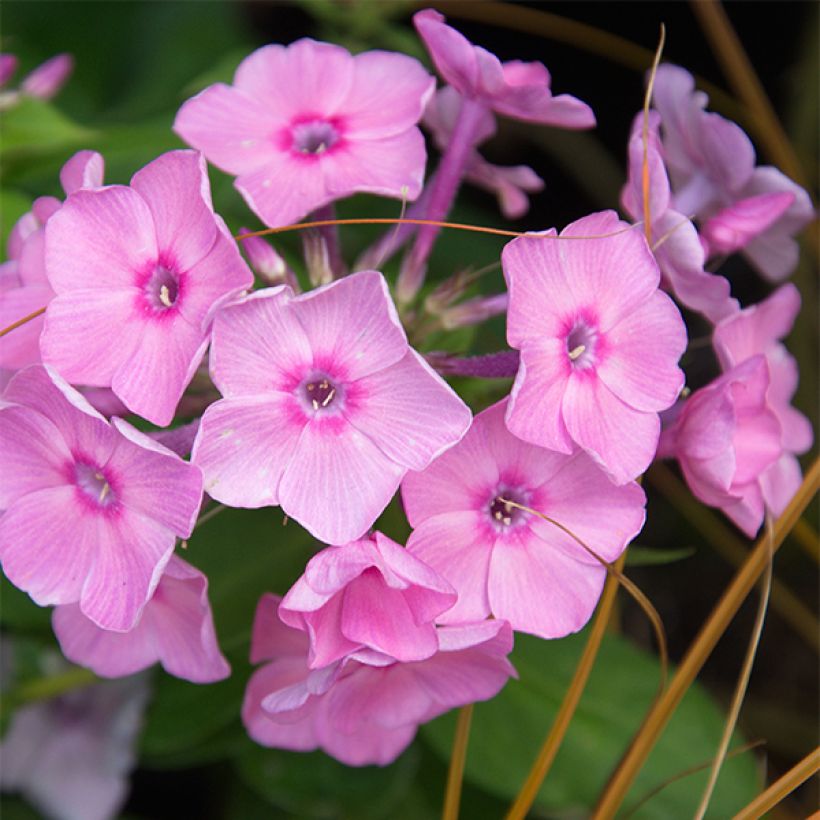 Phlox paniculata Amethyst - Vlambloem (Flowering)
