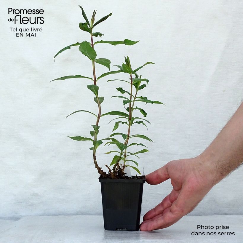 Exemplaar van Phlox paniculata Amethyst - Vlambloem Kweekpotje van 8/9 cm zoals geleverd in de lente