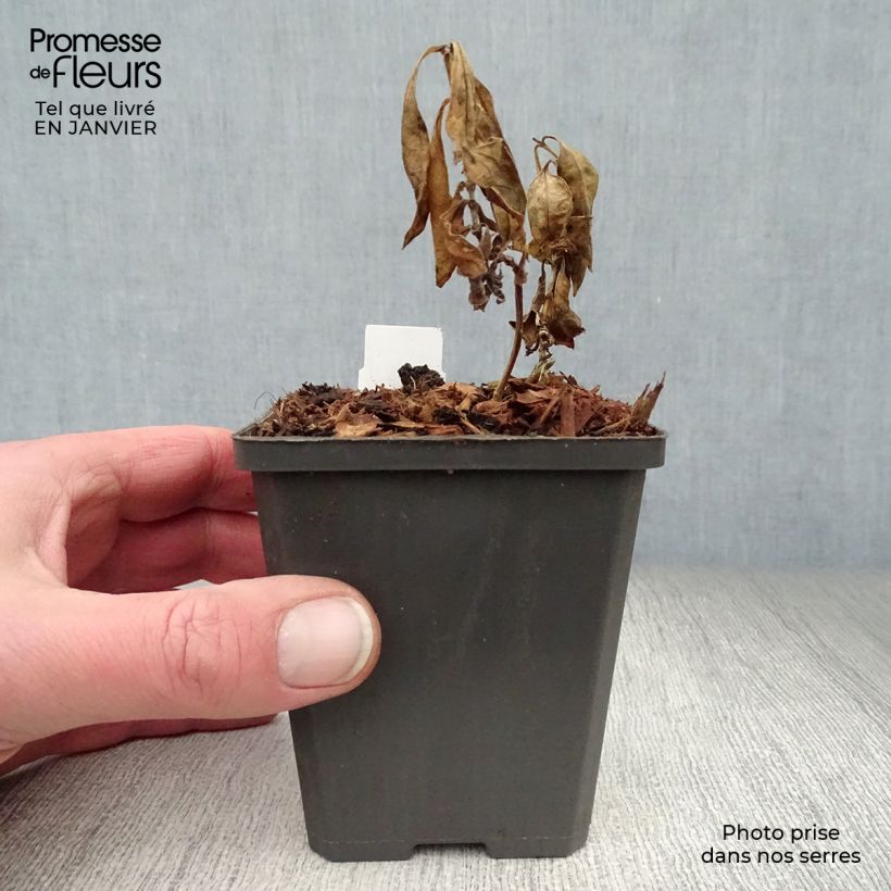 Example of Phlox paniculata Amethyst Kweekpotje van 8/9 cm as you get in hiver