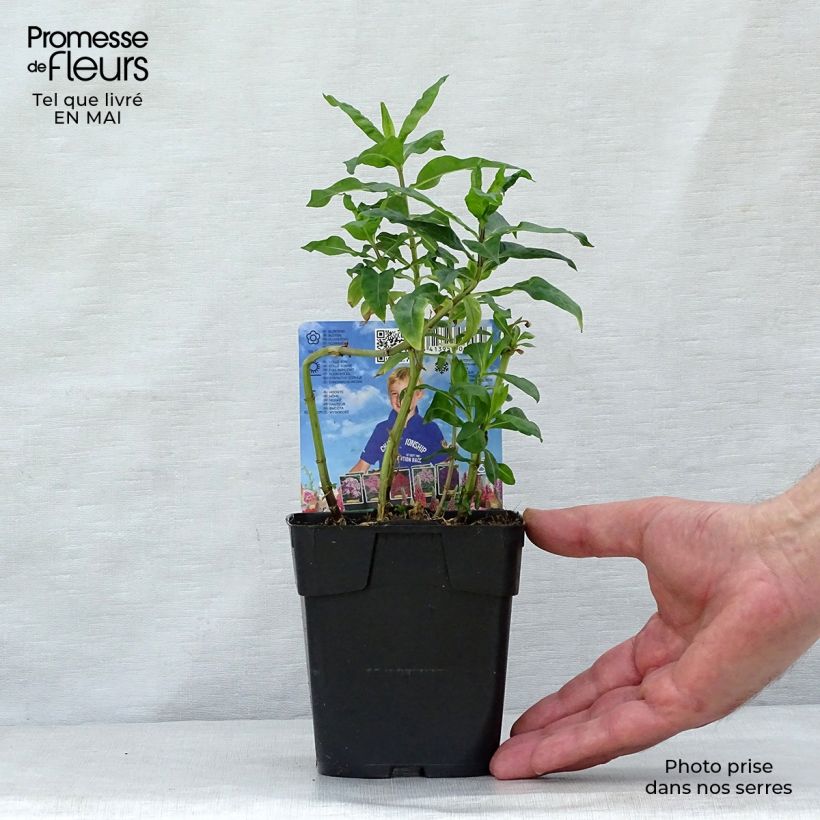 Exemplaar van Phlox paniculata Bambini Candy Crush - Vlambloem Pot van 10 cm/11 cm zoals geleverd in de lente