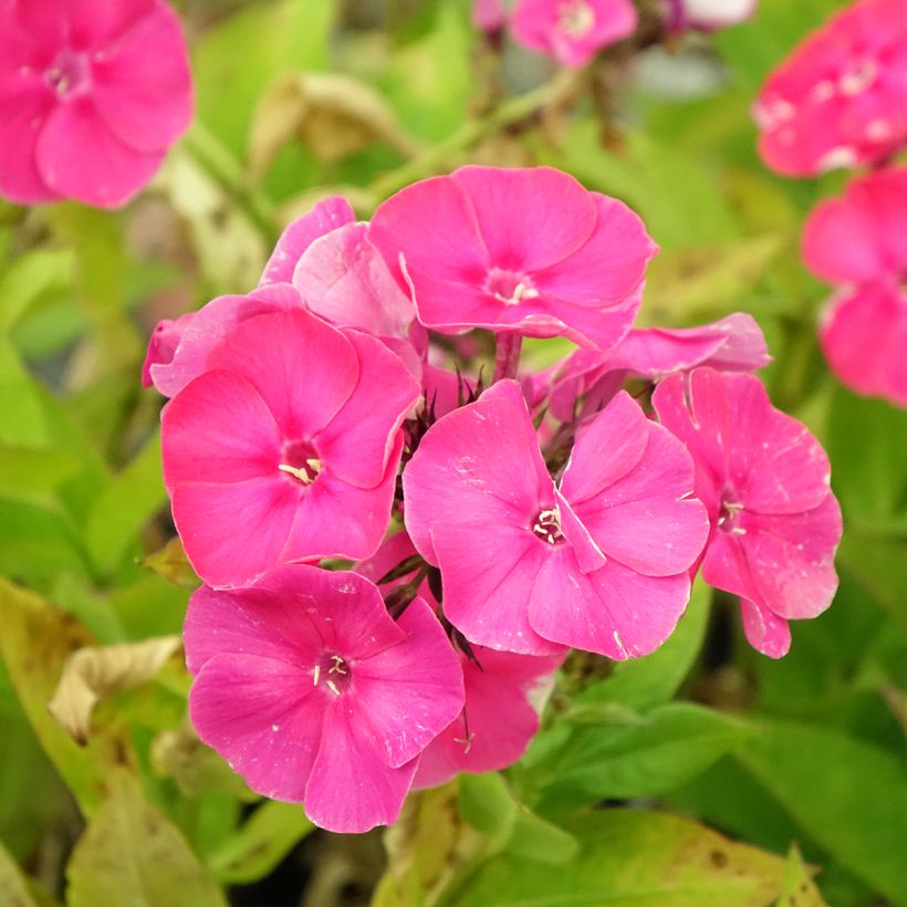 Phlox paniculata Bambini Primadonna - Vlambloem (Bloei)