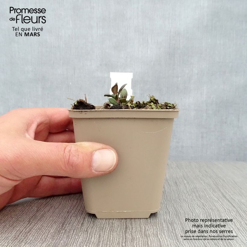 Exemplaar van Phlox paniculata Blind Lion - Vlambloem Kweekpotje van 8/9 cm zoals geleverd in de lente