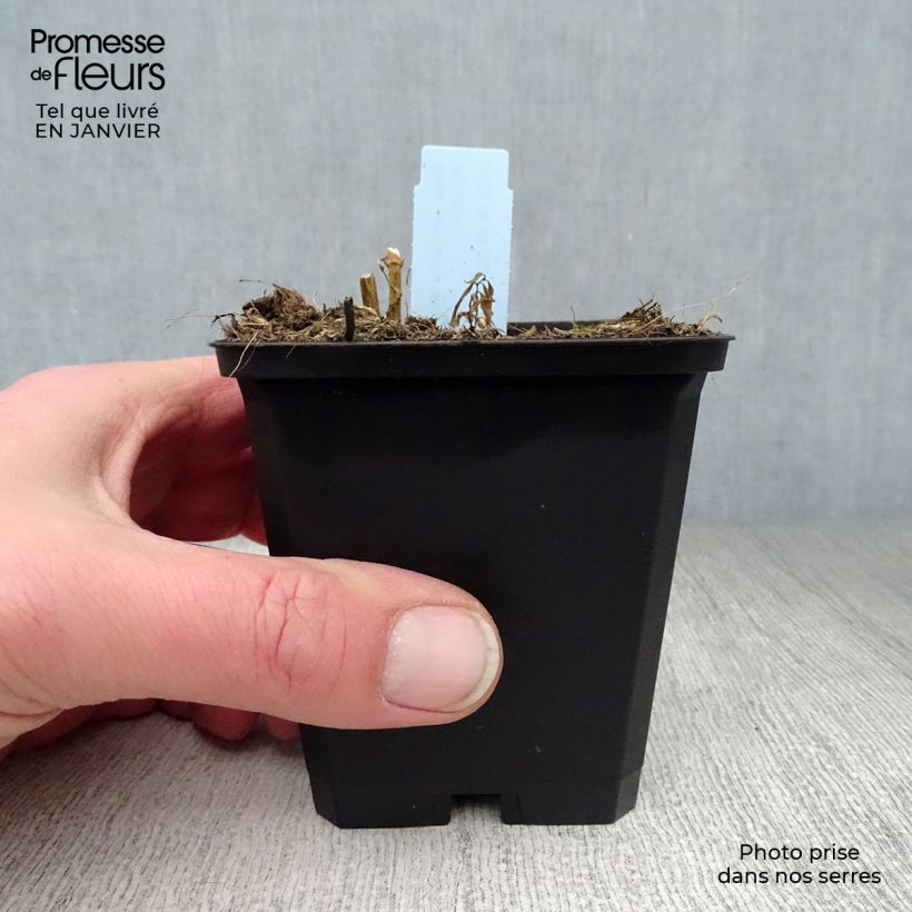 Example of Phlox paniculata Blue Paradise - Vlambloem Kweekpotje van 8/9 cm as you get in hiver