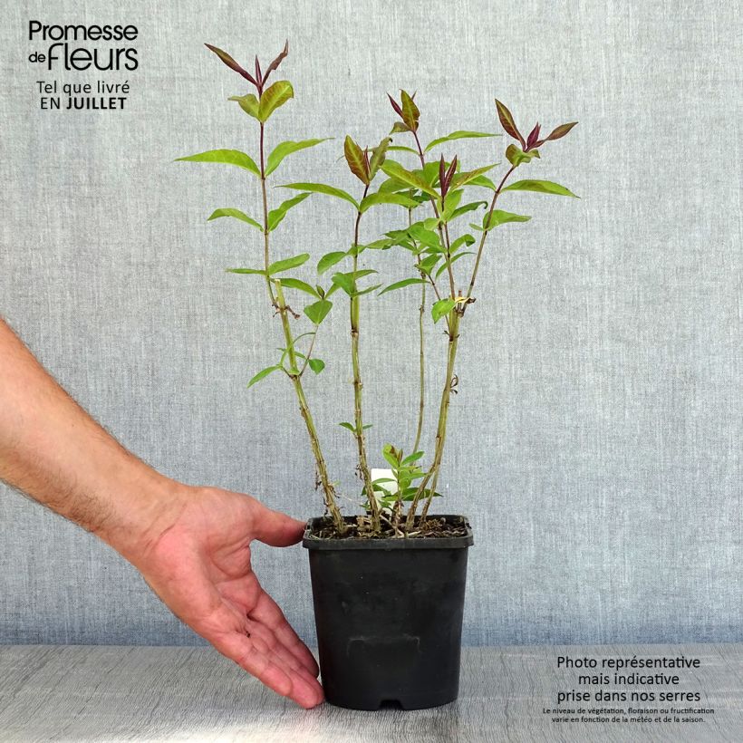 Exemplaar van Phlox paniculata Blue Paradise - Vlambloem Pot van 1,5 l/2 l zoals geleverd in de zomer