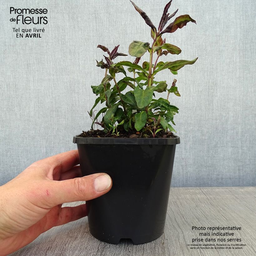 Exemplaar van Phlox paniculata Blue Paradise - Vlambloem Pot van 1,5 l/2 l zoals geleverd in de lente