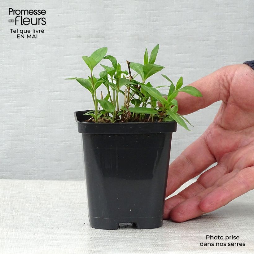 Exemplaar van Phlox paniculata Bright Eyes - Vlambloem Kweekpotje van 8/9 cm zoals geleverd in de lente