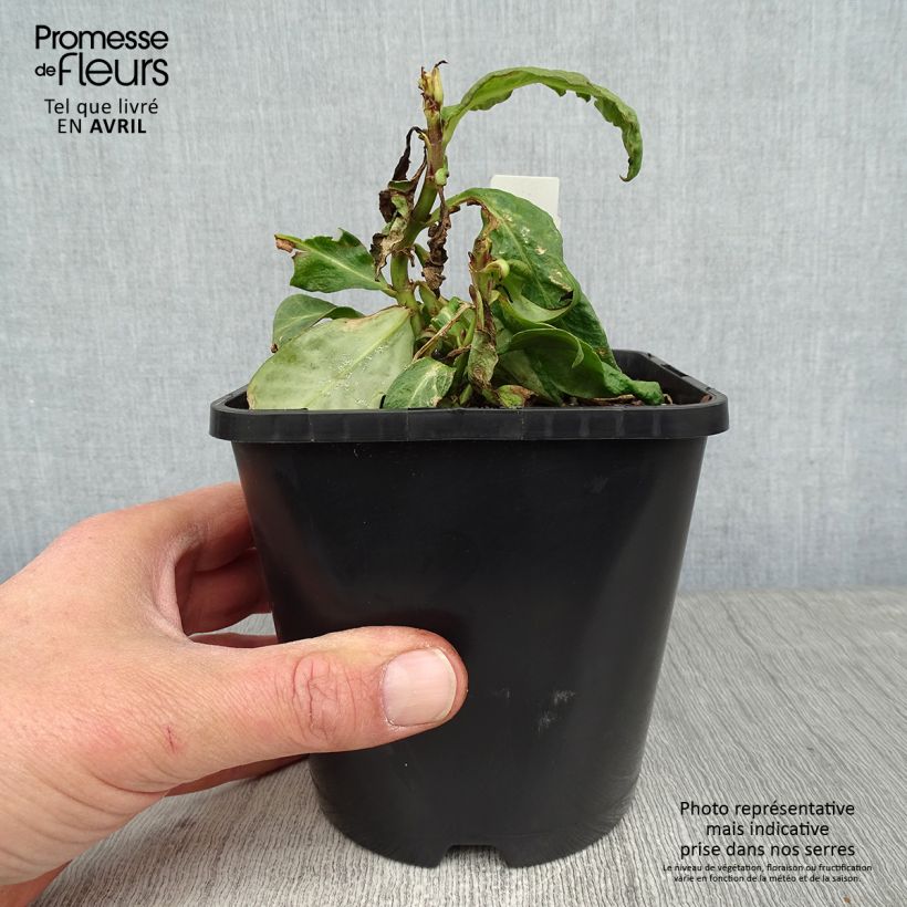 Exemplaar van Phlox paniculata Bright Eyes - Vlambloem Pot van 1,5 l/2 l zoals geleverd in de lente