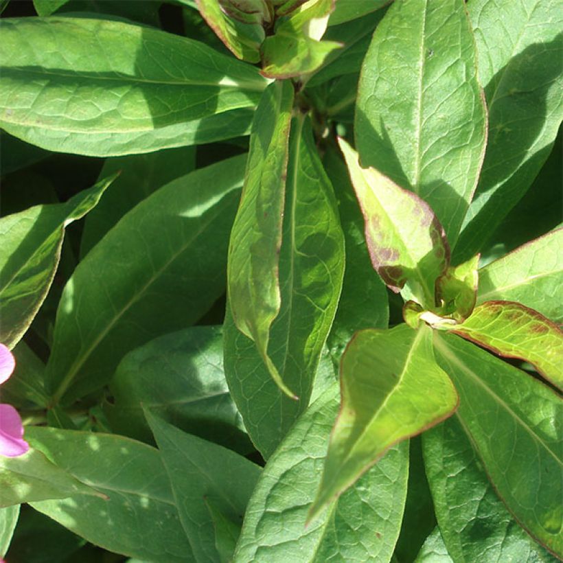 Phlox paniculata Coral Flame - Vlambloem (Foliage)