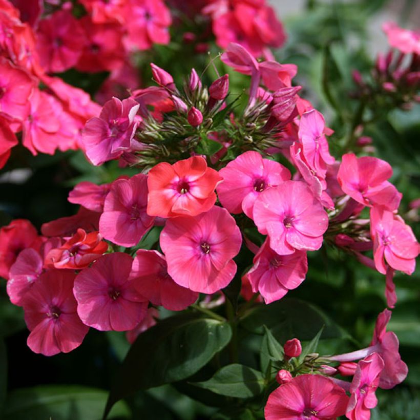Phlox paniculata Coral Flame - Vlambloem (Flowering)