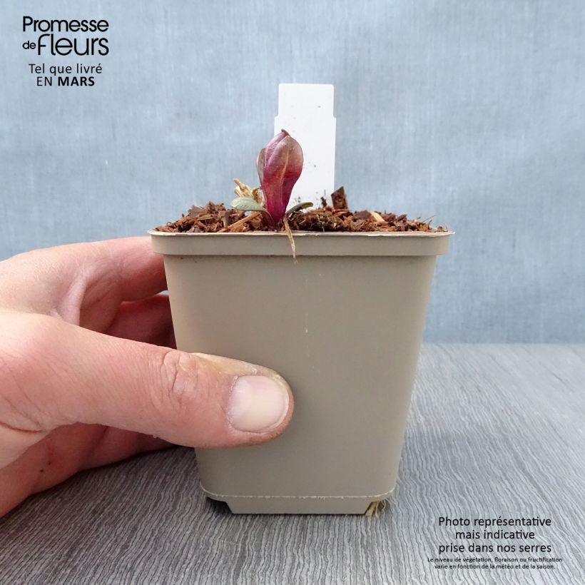 Exemplaar van Phlox paniculata Coral Flame - Vlambloem Kweekpotje van 8/9 cm zoals geleverd in de lente