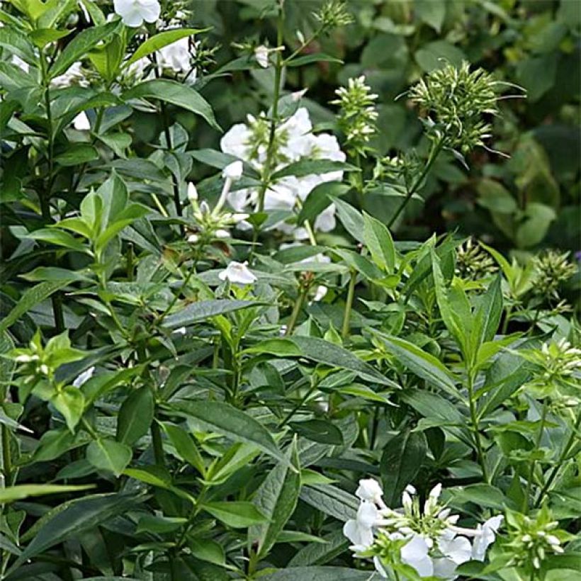 Phlox paniculata David - Vlambloem (Foliage)