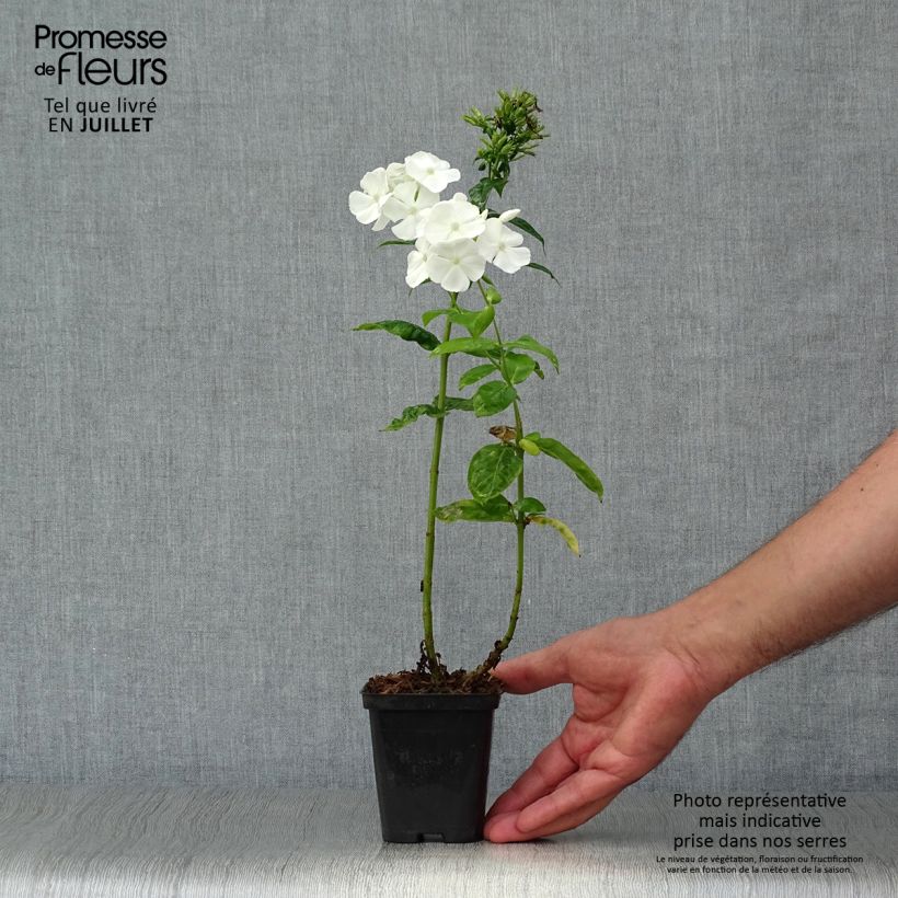 Exemplaar van Phlox paniculata David - Vlambloem Kweekpotje van 8/9 cm zoals geleverd in de zomer