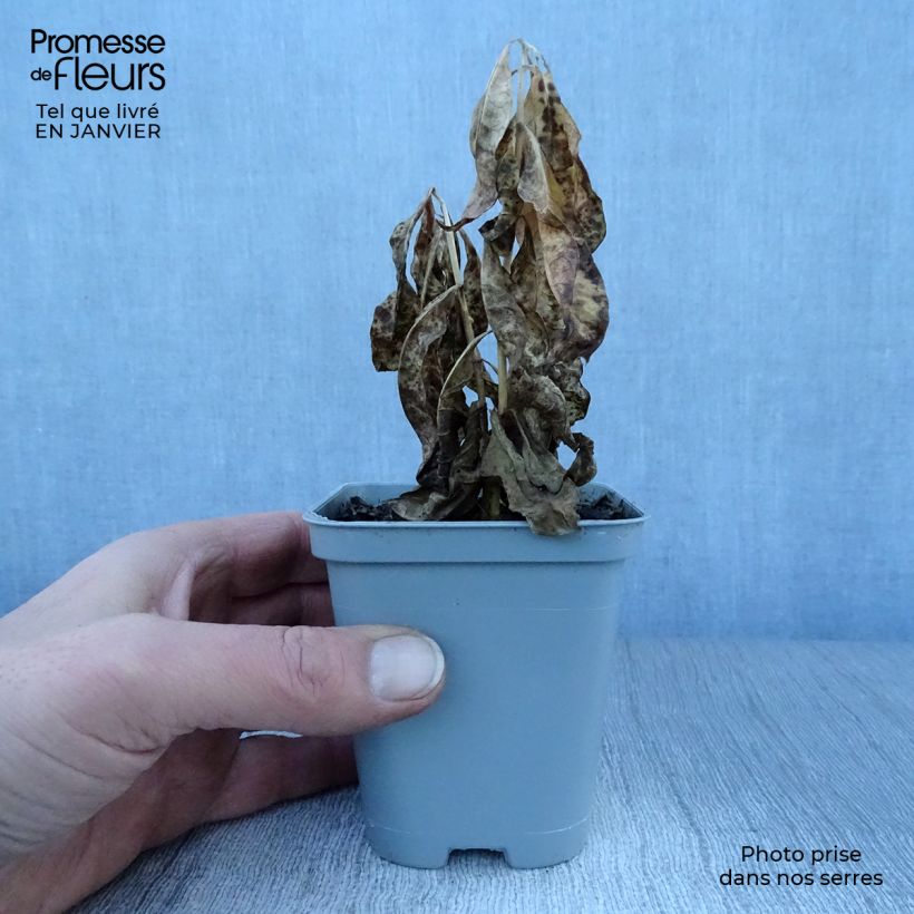 Example of Phlox paniculata David - Vlambloem Kweekpotje van 8/9 cm as you get in hiver