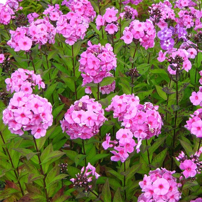 Phlox paniculata Eva Cullum - Vlambloem (Plant habit)