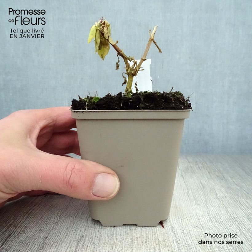 Example of Phlox paniculata Eva Cullum - Vlambloem Kweekpotje van 8/9 cm as you get in hiver