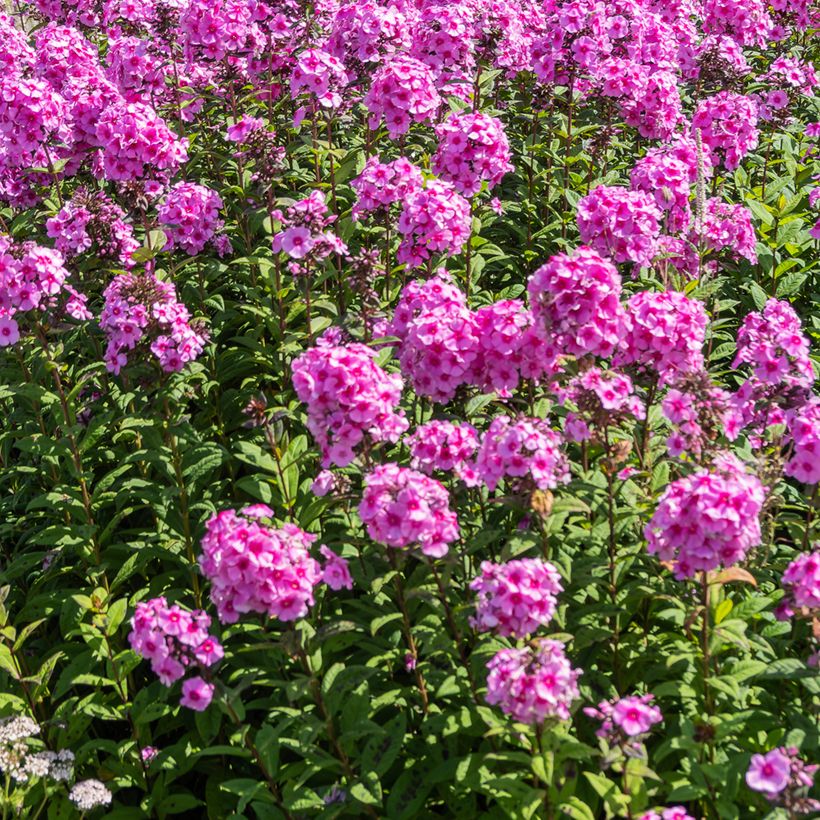 Phlox paniculata Eva Cullum - Vlambloem (Groeiplaats)