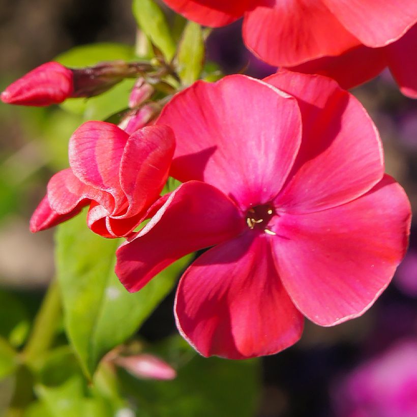Phlox paniculata Famous Cerise - Vlambloem (Flowering)
