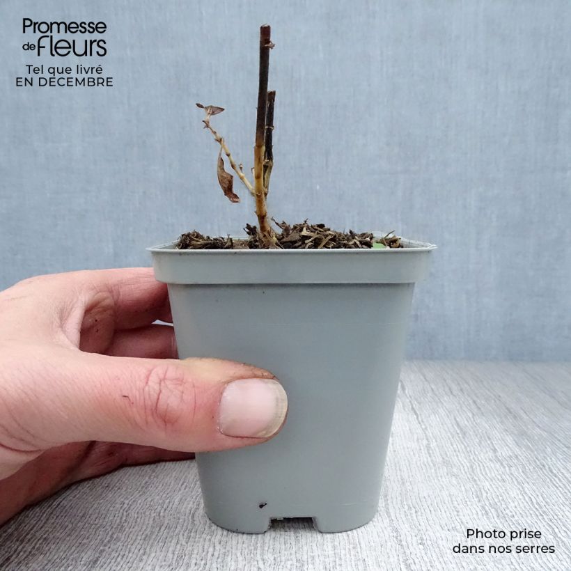 Example of Phlox paniculata Fujiyama Kweekpotje van 8/9 cm as you get in hiver