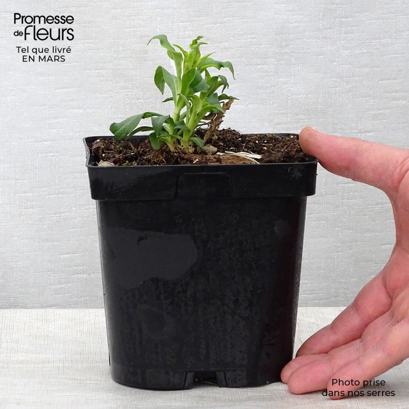 Exemplaar van Phlox paniculata Fujiyama - Vlambloem Pot van 2 l/3 l zoals geleverd in de lente