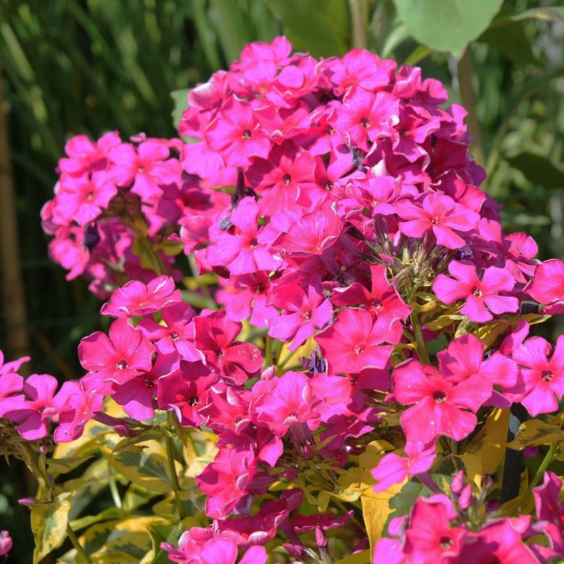 Phlox paniculata Goldmine - Vlambloem (Bloei)