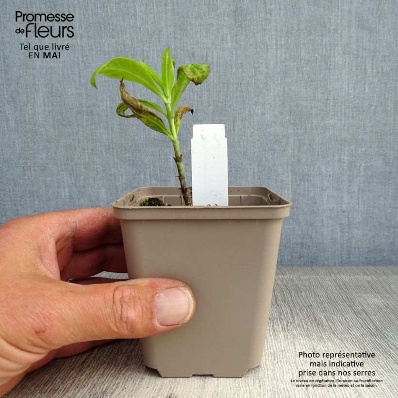 Exemplaar van Phlox paniculata Goldmine - Vlambloem Kweekpotje van 8/9 cm zoals geleverd in de lente