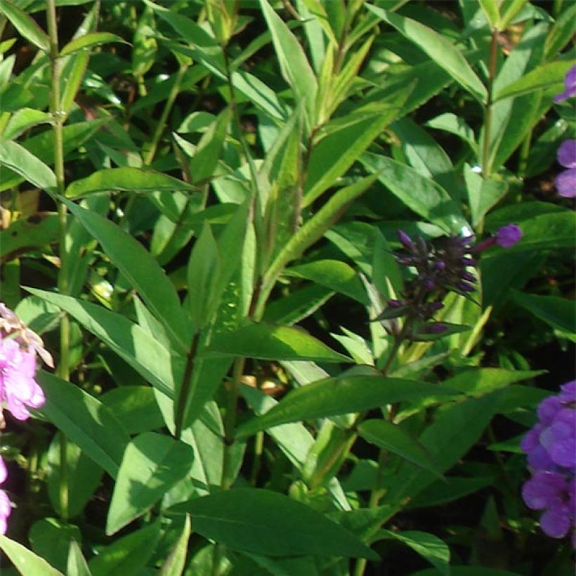 Phlox paniculata Hesperis - Vlambloem (Foliage)