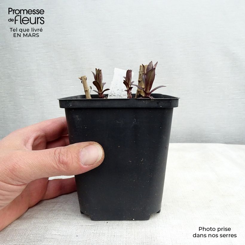 Example of Phlox paniculata Hesperis - Vlambloem Kweekpotje van 8/9 cm as you get in hiver