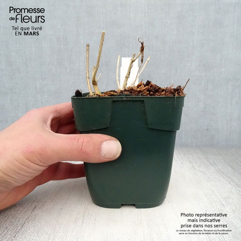 Exemplaar van Phlox paniculata Jade - Vlambloem Kweekpotje van 8/9 cm zoals geleverd in de lente