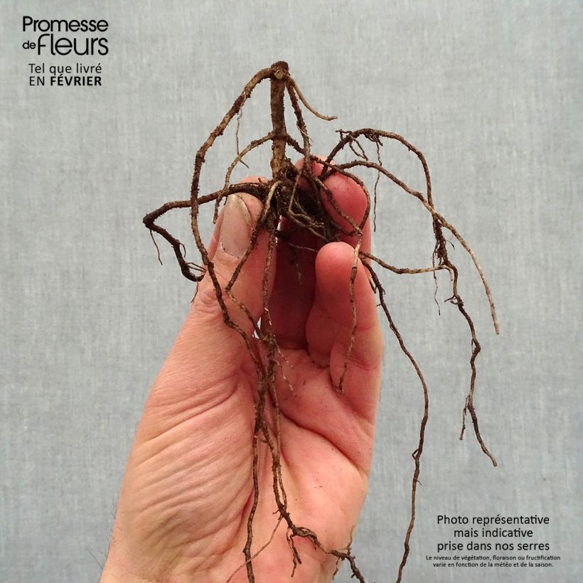 Example of Phlox paniculata Jade - Phlox paniculé Naakte wortel as you get in hiver