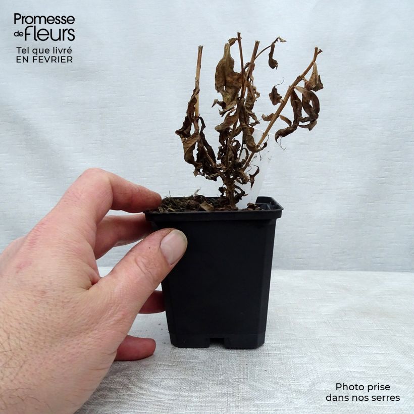 Example of Phlox paniculata Jeana - Vlambloem Kweekpotje van 8/9 cm as you get in hiver